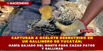 CAPTURAN A OCELOTE DESNUTRIDO EN UN GALLINERO DE YUCATÁN; HABÍA BAJADO DEL MONTE PARA CAZAR PATOS Y GALLINAS