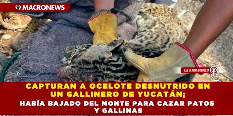 CAPTURAN A OCELOTE DESNUTRIDO EN UN GALLINERO DE YUCATÁN; HABÍA BAJADO DEL MONTE PARA CAZAR PATOS Y GALLINAS