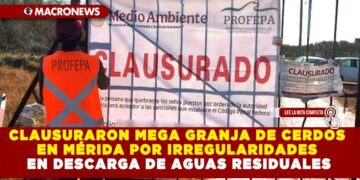 CLAUSURARON MEGA GRANJA DE CERDOS EN MÉRIDA POR IRREGULARIDADES EN DESCARGA DE AGUAS RESIDUALES
