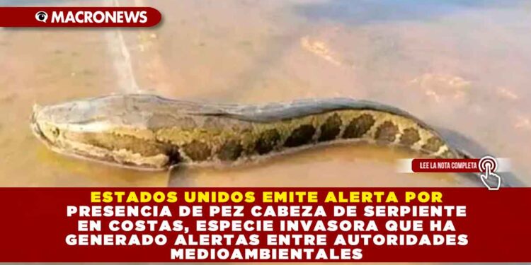 ESTADOS UNIDOS EMITE ALERTA POR PRESENCIA DE PEZ CABEZA DE SERPIENTE EN COSTAS, ESPECIE INVASORA QUE HA GENERADO ALERTAS ENTRE AUTORIDADES MEDIOAMBIENTALES
