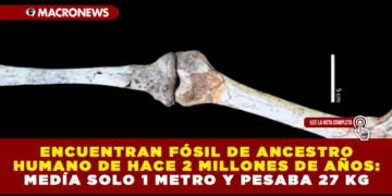 ENCUENTRAN FÓSIL DE ANCESTRO HUMANO DE HACE 2 MILLONES DE AÑOS: MEDÍA SOLO 1 METRO Y PESABA 27 KG