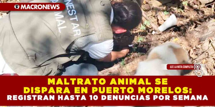 MALTRATO ANIMAL SE DISPARA EN PUERTO MORELOS: REGISTRAN HASTA 10 DENUNCIAS POR SEMANA