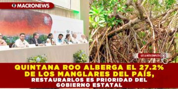 QUINTANA ROO ALBERGA EL 27.2% DE LOS MANGLARES DEL PAÍS, RESTAURARLOS ES PRIORIDAD DEL GOBIERNO ESTATAL