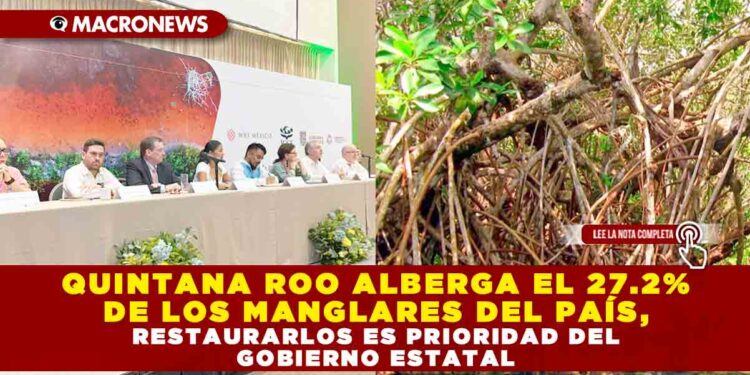 QUINTANA ROO ALBERGA EL 27.2% DE LOS MANGLARES DEL PAÍS, RESTAURARLOS ES PRIORIDAD DEL GOBIERNO ESTATAL