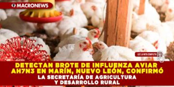 DETECTAN BROTE DE INFLUENZA AVIAR AH7N3 EN MARÍN, NUEVO LEÓN, CONFIRMÓ LA SECRETARÍA DE AGRICULTURA Y DESARROLLO RURAL