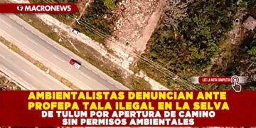 AMBIENTALISTAS DENUNCIAN ANTE PROFEPA TALA ILEGAL EN LA SELVA DE TULUM POR APERTURA DE CAMINO SIN PERMISOS AMBIENTALES