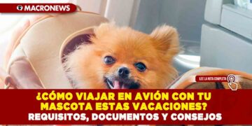 ¿CÓMO VIAJAR EN AVIÓN CON TU MASCOTA ESTAS VACACIONES? REQUISITOS, DOCUMENTOS Y CONSEJOS