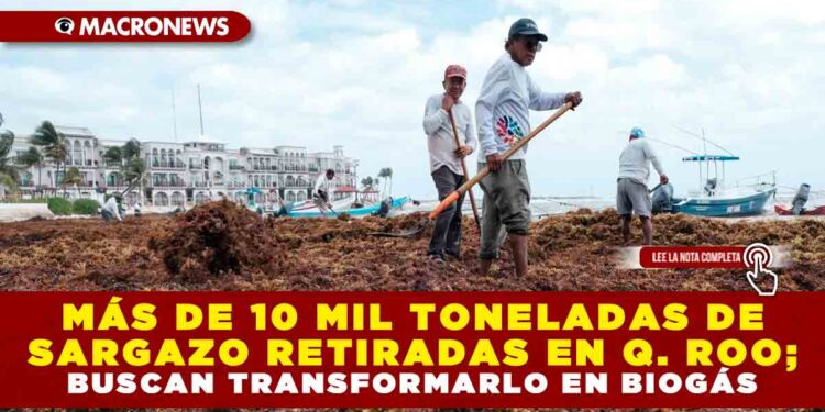 MÁS DE 10 MIL TONELADAS DE SARGAZO RETIRADAS EN Q. ROO; BUSCAN TRANSFORMARLO EN BIOGÁS