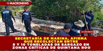 SECRETARÍA DE MARINA, AFIRMA QUE RECOLECTAN ENTRE 8 Y 10 TONELADAS DE SARGAZO EN ZONAS CRÍTICAS DE QUINTANA ROO