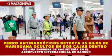 PERRO ANTINARCÓTICOS DETECTA 35 KILOS DE MARIGUANA OCULTOS EN DOS CAJAS DENTRO DE UNA EMPRESA DE PAQUETERÍA EN EL AEROPUERTO INTERNACIONAL DE CANCÚN