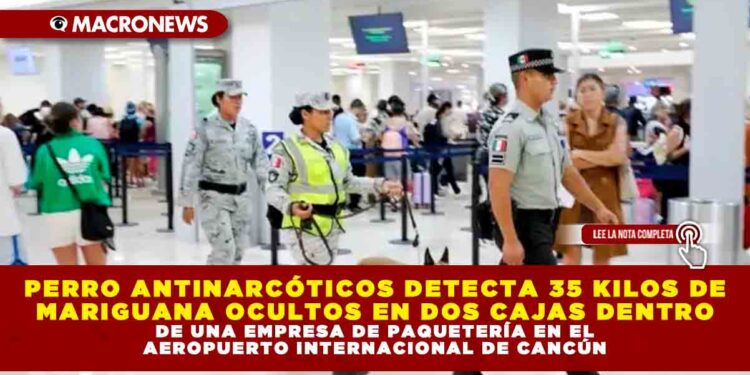 PERRO ANTINARCÓTICOS DETECTA 35 KILOS DE MARIGUANA OCULTOS EN DOS CAJAS DENTRO DE UNA EMPRESA DE PAQUETERÍA EN EL AEROPUERTO INTERNACIONAL DE CANCÚN