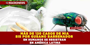MÁS DE 120 CASOS DE MIASIS POR GUSANO BARRENADOR EN HUMANOS SE REGISTRAN EN AMÉRICA LATINA