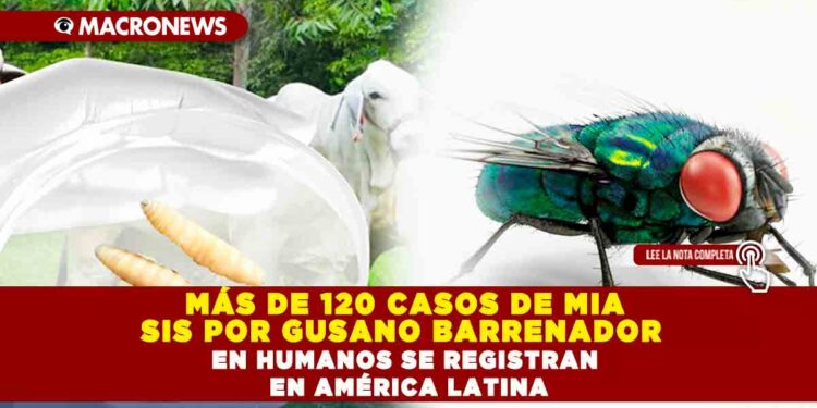 MÁS DE 120 CASOS DE MIASIS POR GUSANO BARRENADOR EN HUMANOS SE REGISTRAN EN AMÉRICA LATINA