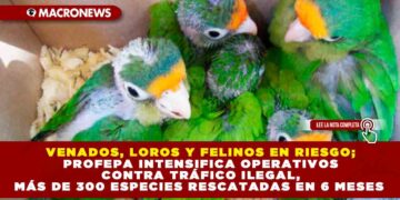VENADOS, LOROS Y FELINOS EN RIESGO; PROFEPA INTENSIFICA OPERATIVOS CONTRA TRÁFICO ILEGAL, MÁS DE 300 ESPECIES RESCATADAS EN 6 MESES
