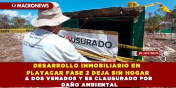 DESARROLLO INMOBILIARIO EN PLAYACAR FASE 2 DEJA SIN HOGAR A DOS VENADOS Y ES CLAUSURADO POR DAÑO AMBIENTAL