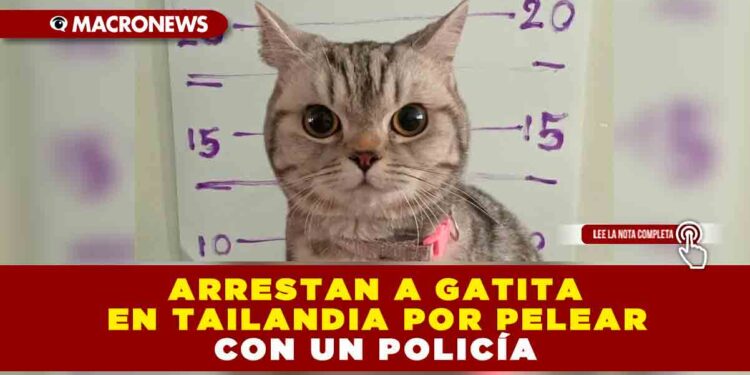 ARRESTAN A GATITA EN TAILANDIA POR PELEAR CON UN POLICÍA