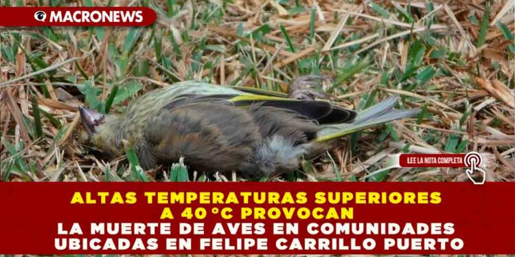 ALTAS TEMPERATURAS SUPERIORES A 40 °C PROVOCAN LA MUERTE DE AVES EN COMUNIDADES UBICADAS EN FELIPE CARRILLO PUERTO