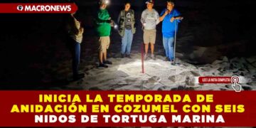 INICIA LA TEMPORADA DE ANIDACIÓN EN COZUMEL CON SEIS NIDOS DE TORTUGA MARINA