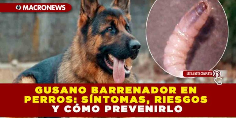 GUSANO BARRENADOR EN PERROS: SÍNTOMAS, RIESGOS Y CÓMO PREVENIRLO