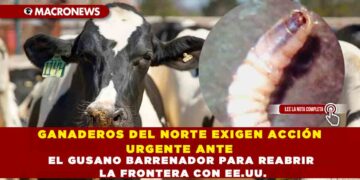 GANADEROS DEL NORTE EXIGEN ACCIÓN URGENTE ANTE EL GUSANO BARRENADOR PARA REABRIR LA FRONTERA CON EE.UU.