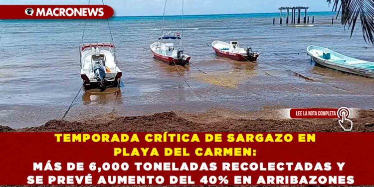 TEMPORADA CRÍTICA DE SARGAZO EN PLAYA DEL CARMEN: MÁS DE 6,000 TONELADAS RECOLECTADAS Y SE PREVÉ AUMENTO DEL 40% EN ARRIBAZONES