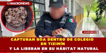 CAPTURAN BOA DENTRO DE COLEGIO EN TIZIMÍN Y LA LIBERAN EN SU HÁBITAT NATURAL