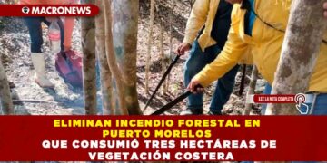 ELIMINAN INCENDIO FORESTAL EN PUERTO MORELOS QUE CONSUMIÓ TRES HECTÁREAS DE VEGETACIÓN COSTERA