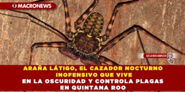 ARAÑA LÁTIGO, EL CAZADOR NOCTURNO INOFENSIVO QUE VIVE EN LA OSCURIDAD Y CONTROLA PLAGAS EN QUINTANA ROO