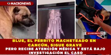 BLUE, EL PERRITO MACHETEADO EN CANCÚN, SIGUE GRAVE PERO RECIBE ATENCIÓN MÉDICA Y ESTÁ BAJO INVESTIGACIÓN EL CASO