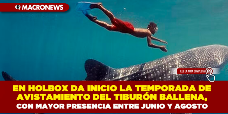 EN HOLBOX DA INICIO LA TEMPORADA DE AVISTAMIENTO DEL TIBURÓN BALLENA, CON MAYOR PRESENCIA ENTRE JUNIO Y AGOSTO