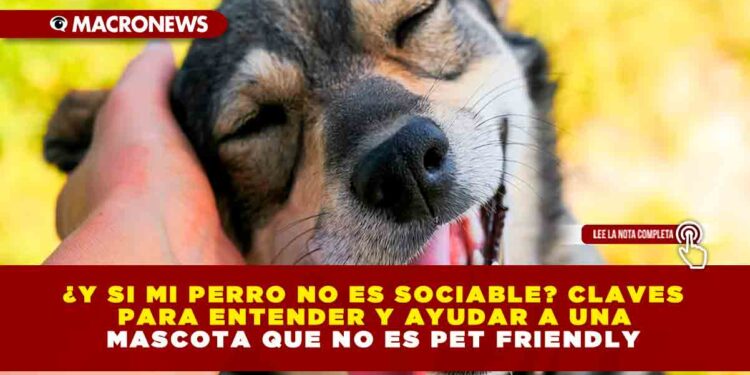 ¿Y SI MI PERRO NO ES SOCIABLE? CLAVES PARA ENTENDER Y AYUDAR A UNA MASCOTA QUE NO ES PET FRIENDLY