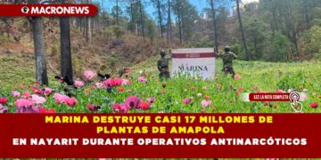 MARINA DESTRUYE CASI 17 MILLONES DE PLANTAS DE AMAPOLA EN NAYARIT DURANTE OPERATIVOS ANTINARCÓTICOS