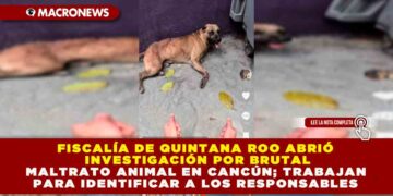 FISCALÍA DE QUINTANA ROO ABRIÓ INVESTIGACIÓN POR BRUTAL MALTRATO ANIMAL EN CANCÚN; TRABAJAN PARA IDENTIFICAR A LOS RESPONSABLES