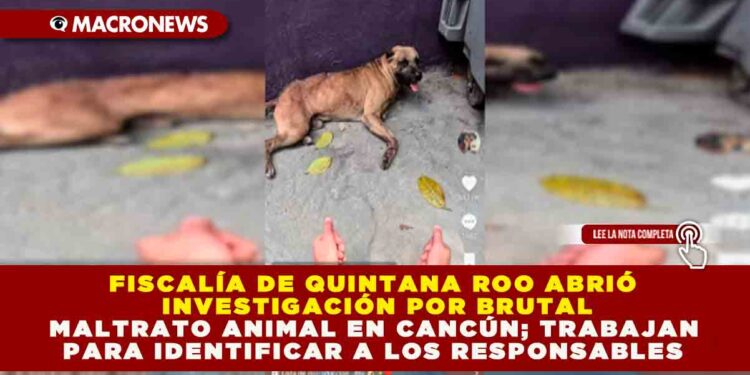 FISCALÍA DE QUINTANA ROO ABRIÓ INVESTIGACIÓN POR BRUTAL MALTRATO ANIMAL EN CANCÚN; TRABAJAN PARA IDENTIFICAR A LOS RESPONSABLES