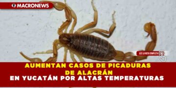 AUMENTAN CASOS DE PICADURAS DE ALACRÁN EN YUCATÁN POR ALTAS TEMPERATURAS