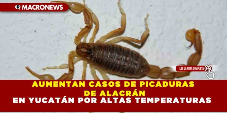 AUMENTAN CASOS DE PICADURAS DE ALACRÁN EN YUCATÁN POR ALTAS TEMPERATURAS