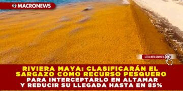 RIVIERA MAYA: CLASIFICARÁN EL SARGAZO COMO RECURSO PESQUERO PARA INTERCEPTARLO EN ALTAMAR Y REDUCIR SU LLEGADA HASTA EN 85%