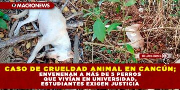 CASO DE CRUELDAD ANIMAL EN CANCÚN; ENVENENAN A MÁS DE 5 PERROS QUE VIVÍAN EN UNIVERSIDAD, ESTUDIANTES EXIGEN JUSTICIA