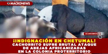 ¡INDIGNACIÓN EN CHETUMAL! CACHORRITO SUFRE BRUTAL ATAQUE DE ABEJAS AFRICANIZADAS EN LA COLONIA PROTERRITORIO