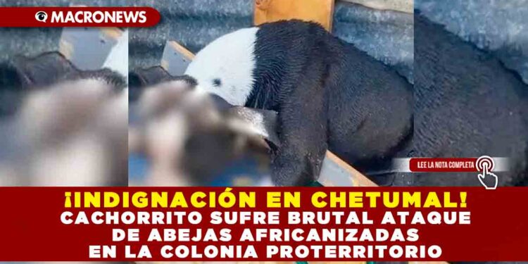¡INDIGNACIÓN EN CHETUMAL! CACHORRITO SUFRE BRUTAL ATAQUE DE ABEJAS AFRICANIZADAS EN LA COLONIA PROTERRITORIO