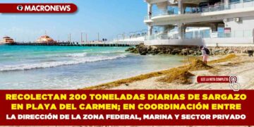 RECOLECTAN 200 TONELADAS DIARIAS DE SARGAZO EN PLAYA DEL CARMEN; EN COORDINACIÓN ENTRE LA DIRECCIÓN DE LA ZONA FEDERAL, MARINA Y SECTOR PRIVADO