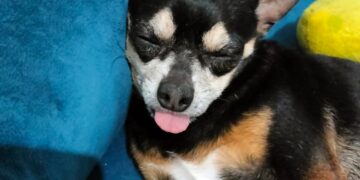 ¿ENCONTRASTE A ESTE PERRITO O LO HAS VISTO? ¡POR FAVOR, AYÚDALO A VOLVER A CASA!