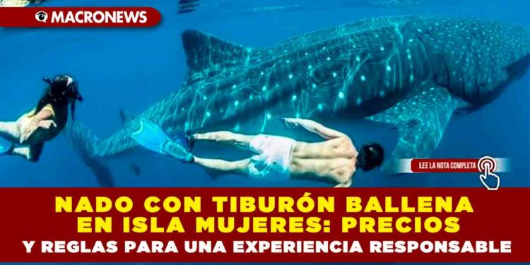 NADO CON TIBURÓN BALLENA EN ISLA MUJERES: PRECIOS 2025 Y REGLAS PARA UNA EXPERIENCIA RESPONSABLE