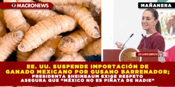 EE. UU. SUSPENDE IMPORTACIÓN DE GANADO MEXICANO POR GUSANO BARRENADOR; PRESIDENTA SHEINBAUM EXIGE RESPETO ASEGURA QUE “MÉXICO NO ES PIÑATA DE NADIE”