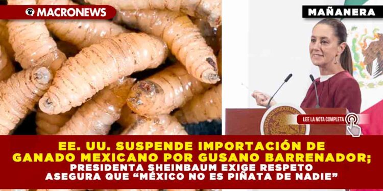 EE. UU. SUSPENDE IMPORTACIÓN DE GANADO MEXICANO POR GUSANO BARRENADOR; PRESIDENTA SHEINBAUM EXIGE RESPETO ASEGURA QUE “MÉXICO NO ES PIÑATA DE NADIE”
