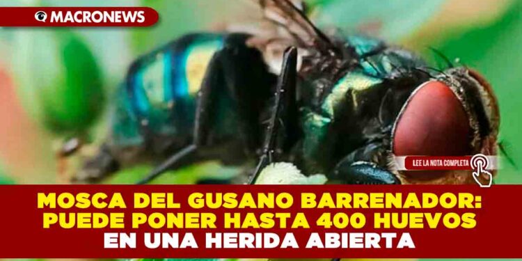MOSCA DEL GUSANO BARRENADOR: PUEDE PONER HASTA 400 HUEVOS EN UNA HERIDA ABIERTA