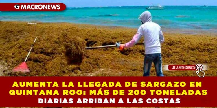AUMENTA LA LLEGADA DE SARGAZO EN QUINTANA ROO: MÁS DE 200 TONELADAS DIARIAS ARRIBAN A LAS COSTAS