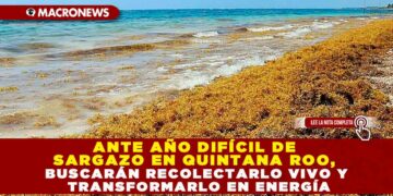 ANTE AÑO DIFÍCIL DE SARGAZO EN QUINTANA ROO, BUSCARÁN RECOLECTARLO VIVO Y TRANSFORMARLO EN ENERGÍA