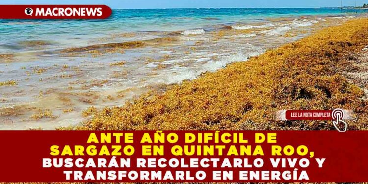 ANTE AÑO DIFÍCIL DE SARGAZO EN QUINTANA ROO, BUSCARÁN RECOLECTARLO VIVO Y TRANSFORMARLO EN ENERGÍA