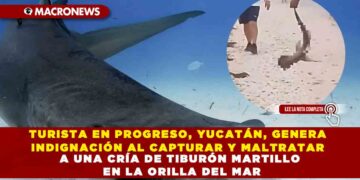 TURISTA EN PROGRESO, YUCATÁN, GENERA INDIGNACIÓN AL CAPTURAR Y MALTRATAR A UNA CRÍA DE TIBURÓN MARTILLO EN LA ORILLA DEL MAR
